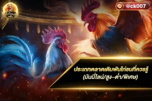 ประเภทตลาดเดิมพันไก่ชนที่ควรรู้